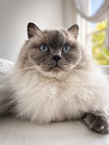 Unix the cat